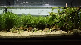 Mato Grosso Brazil Biotope  Dec 2018 [upl. by Nicol692]