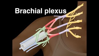 Brachial plexus [upl. by Naaitsirhc]