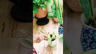 Dont Throw Snake Plant Leaf 🌿youtubeshorts viralvideo viral [upl. by Yrellam]