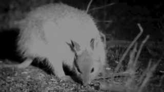 Rufous harewallaby Lagorchestes hirsutus [upl. by Tareyn]