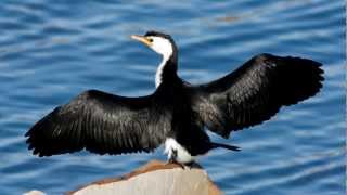 Cormorant  Bird Song  Bird Call [upl. by Beesley874]