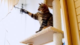 Bobo Cat vs RC Helicopter [upl. by Auqinat]