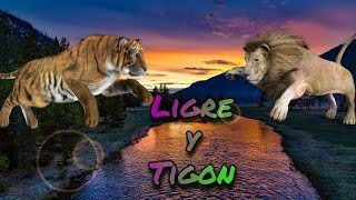 Ligre y Tigon  Felinos Híbridos [upl. by Rahmann]