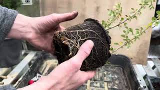 Cotoneaster cuttings for Bonsai  repotting amp root pruning [upl. by Ennirok109]