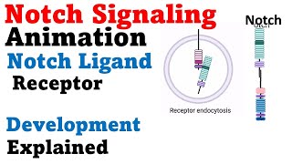 Notch signaling pathway animation [upl. by Latoniah931]