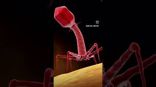 Bacteriophagephage is a virus that infects and replicate in bacteria youtubeshorts agriculture [upl. by Alac724]