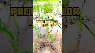 Pre Emergent herbicide for Paddy pertilchole50� herbicides paddycrop [upl. by Trojan916]