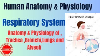 Anatomy amp Physiology of TracheaBronchiLungs and Alveoli I Respiratory System I HAP pharmacynotes [upl. by Denton]