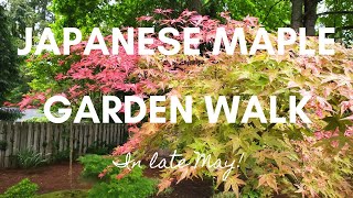 Japanese Maple Bonsai amp Garden Walk in Late May [upl. by Leilah740]