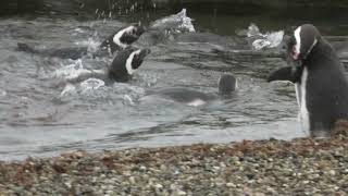 Fierce Fridays Life Antarctica  Magellanic penguins swim for life penguin Antarctica penguin [upl. by Nodaj]