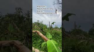 Bagyo at pagasa farmer buhayfarmer fyp fypシ゚viral typhoon motivation nature life typhoon [upl. by Irrok]