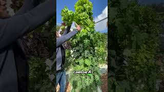 Hidroponia para todos cultivarencasa plantas cultivohidroponico cultivaencasa agriculture [upl. by Erle411]