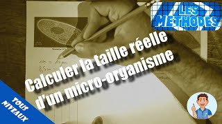 MÉTHODE  Calculer la taille réelle dune cellule ou dun microorganisme [upl. by Sacken]