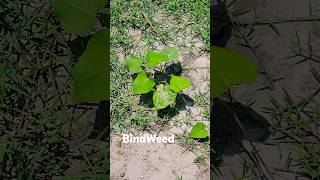 BindWeedbeautifulnatureplantstreeshortsviraltrendingknowledgeyoutubeshortsyoutubeytshorts [upl. by Jule]