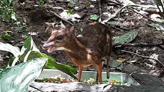 Lesser Mouse Deer  Singapore Zoo [upl. by Okihcas552]