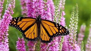 Monarch Butterfly Migration A Mystery Of The Natural World  HD Documentary [upl. by Tim]