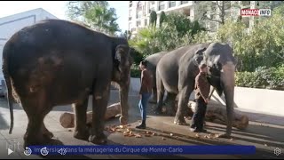 Animaux  Immersion dans la ménagerie du Cirque de MonteCarlo [upl. by Melantha700]