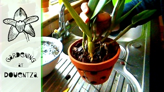 Repotting A Cattleya The Traditional Way  tips amp tricks [upl. by Fruin814]