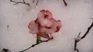 Leise rieselt der Schnee  Weihnachtsmusik  Weihnachtslied [upl. by Ananna823]