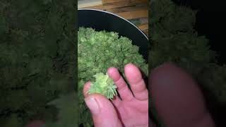 Machine trimming the special queen marijuana buds [upl. by Kalman]