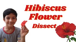 Hibiscus flower dissection practical work for All classes। [upl. by Egor]