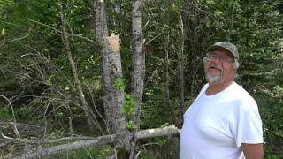 Identifying Black and White Poplar Trees [upl. by Dnomyad]