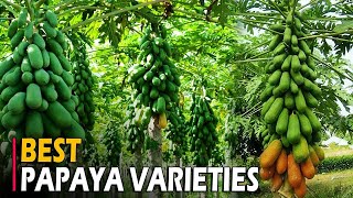 Papaya Varieties in India Taiwan Honey Dew Solo Pusa Dwarf Giant Majesty Delicious Papaya [upl. by Atniuq]