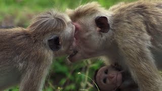 Baby Macaque Bullied  BBC Earth [upl. by Ariaec141]