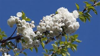 Japanische Blütenkirsche Prunus avium Plena [upl. by Enyrat658]