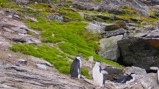 Crece pasto en la Antártica a causa de ¿Cambio Climático 2017 [upl. by Sedgewake]