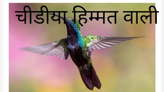 chidiya himmat Vali kahani hindi [upl. by Eipper]