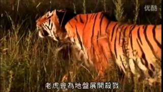 Extreme brutal fight of tigers  Tigres lutando ferozmente até a morte [upl. by Quitt]