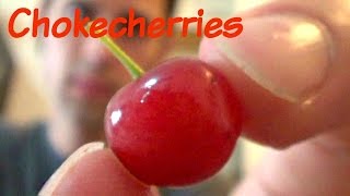 Chokecherries Review and Juice Recipe  Weird Fruit Explorer Ep 111 [upl. by Kovacs]