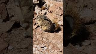 Southern viscacha sunbathing [upl. by Nnaer]