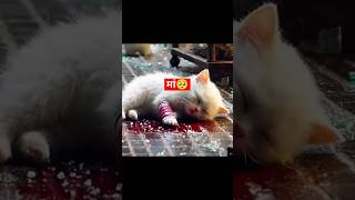 The cat saved the girl🥺😱catsoftiktok cat cute aiart ai poorcat catlover fyp [upl. by Ylrebmit]