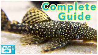 Bristlenose Pleco Care and Breeding [upl. by Mateo]