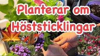 Trädgård planterar om höststicklingar av petunia och jätteverbena [upl. by Llien777]