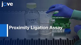 Proximity Ligation Assay to Visualize Proteins produced by DNA Damage  Protocol Preview [upl. by Ameerak]