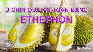 Ứng dụng hoạt chất Ethephon giúp chín trái gia tăng chất lượng nông sản sau thu hoạch  AnBIOvn [upl. by Arlin]