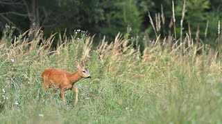 Calling Roe Buck with Buttolo  privabeny srnecdeer call Peter Hozza [upl. by Wylde871]