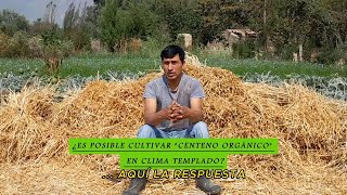 Cultivo de CENTENO ORGÁNICO ¿su cultivo es posible APRENDAMOS JUNTOS [upl. by Ennayllek]