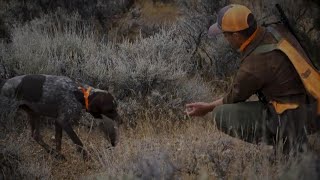 Chukar Hunting is All for the Birddog [upl. by Anaerb]