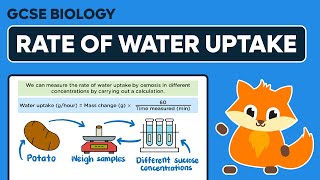 Osmosis amp Rate of Water Uptake Calculations  GCSE Biology [upl. by Barr647]