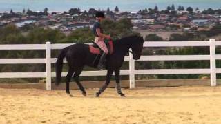 6TH Ride of the Dressage Career of the Standardbred [upl. by Atina6]