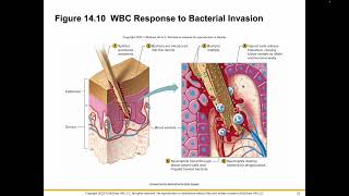 Blood Lecture Part 2 [upl. by Scarito]