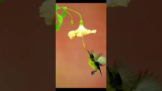 bird birdlife birdslover short shortvideo viralvideo [upl. by Ardnuas]