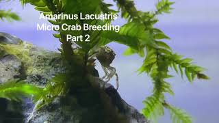 Amarinus Lacustris Micro Crab Breeding Part 2 [upl. by Obeng663]