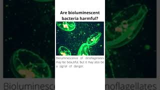 Are bioluminescent bacteria harmful [upl. by Gascony194]