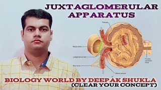 Juxtaglomerular Apparatus [upl. by Cyn716]