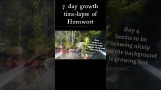 7 Day Growth TimesLapse of HORNWORT Aquarium plant [upl. by Yorke]